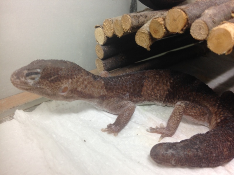 Gecko à queue grasse URGENT ! Img_1212