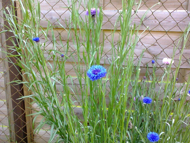 Blue..........bleu !!! - Page 4 Photo115