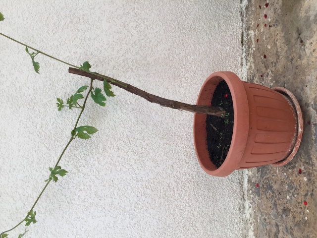 Vigne en Bonsaï Image10