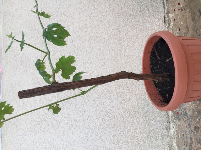 Vigne en Bonsaï Image12
