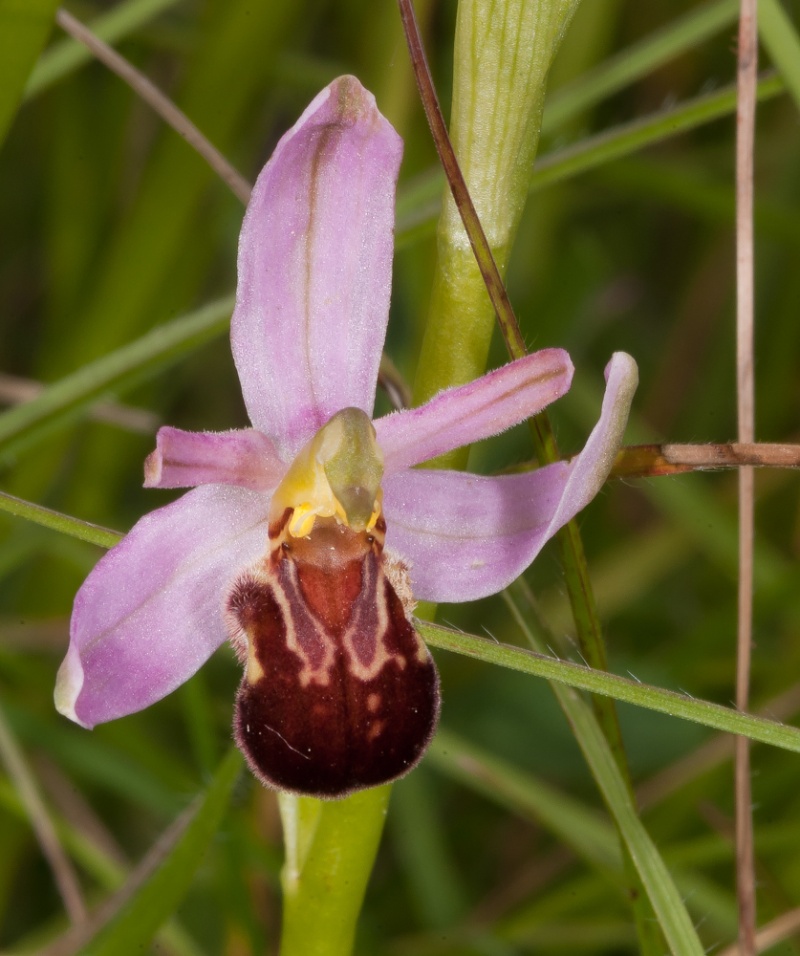 Ophrys apifera (Ophrys abeille) 002_dd10