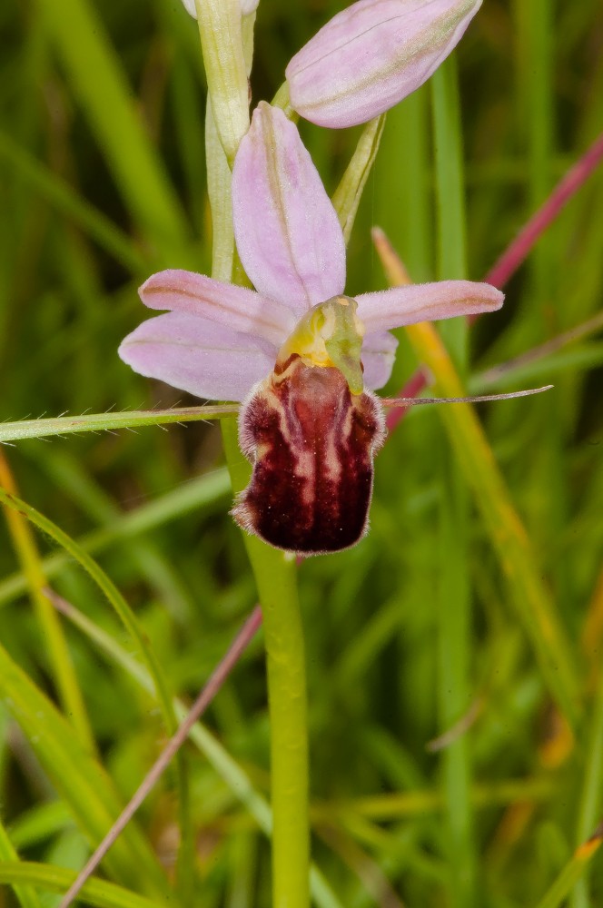 Ophrys apifera (Ophrys abeille) 004_dd10