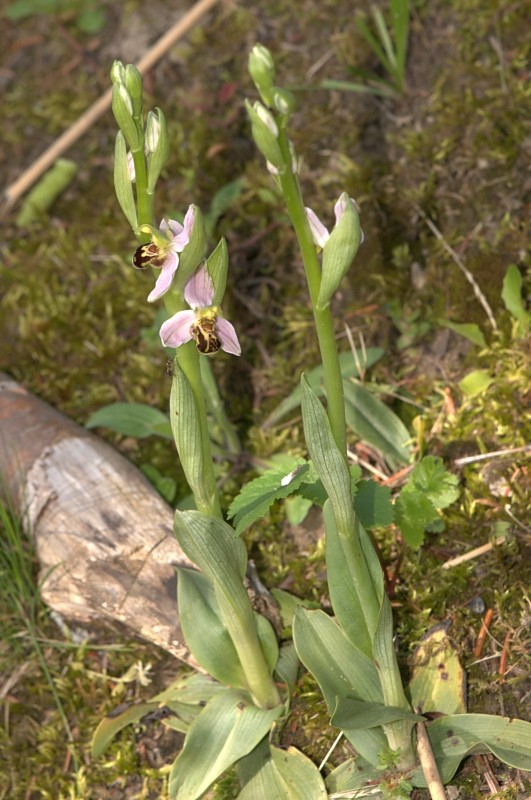 Ophrys apifera (Ophrys abeille) Ddj_3414