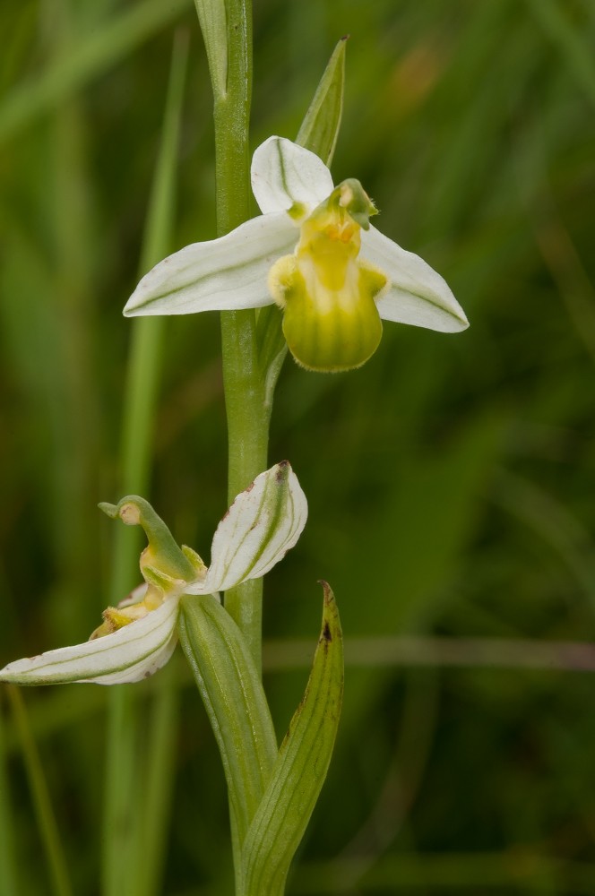 Ophrys apifera (Ophrys abeille) Ddj_3612
