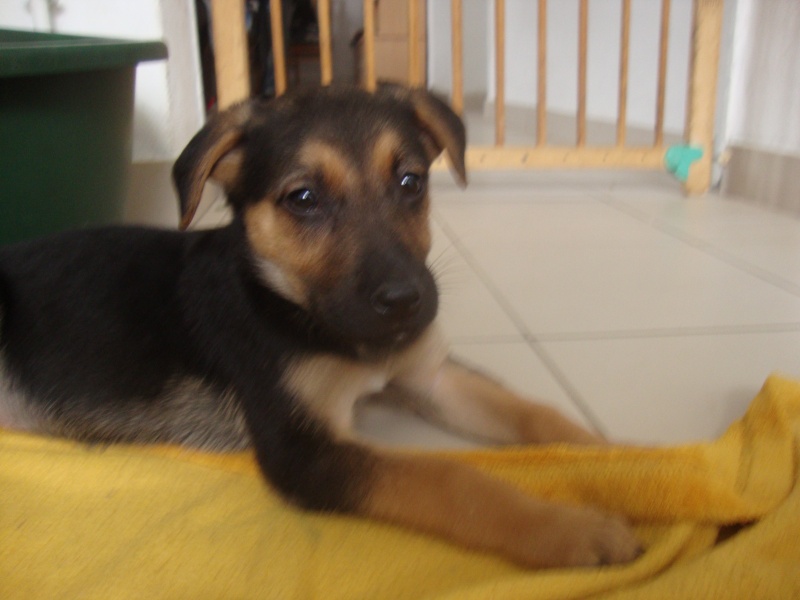 magma croisée labrador/berger allemand née le 1 er avril 2016 Dsc05615