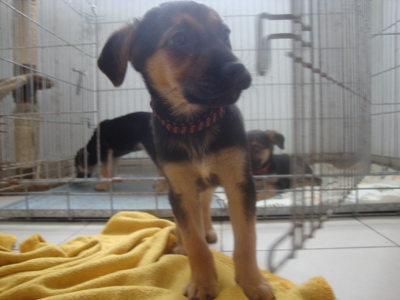 magma croisée labrador/berger allemand née le 1 er avril 2016 Dsc05616