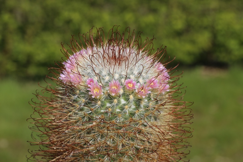 ID Mammillaria please. Img_0011