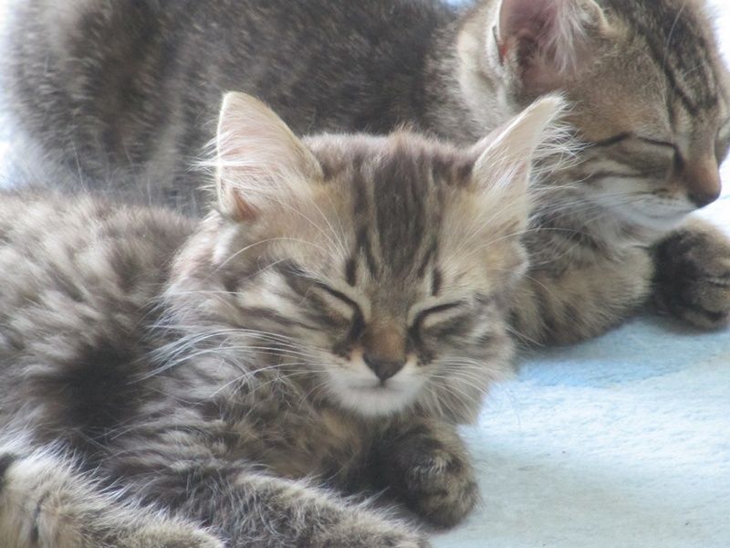 MOUSTIC, européen brun tabby, 2 mois, M Mousti12