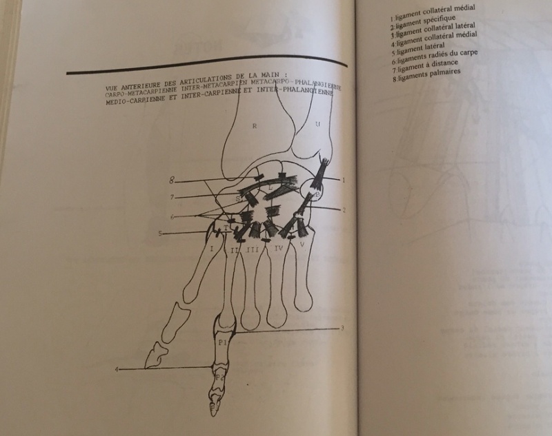 [Culture Médicale] Apprendre l'Anatomie par le coloriage Captur18