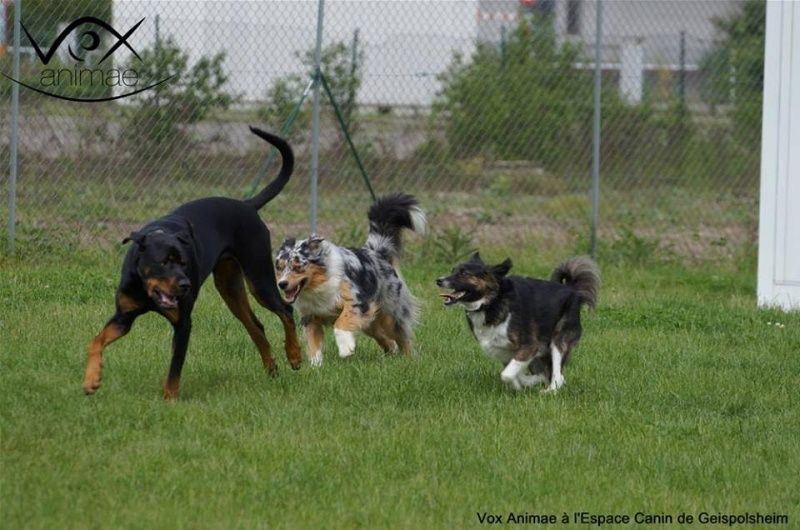 LEMMY (ex HINOA) - Chiot mâle né en juillet 2014 - adopté par Isabelle (dpt 67) - Page 3 115