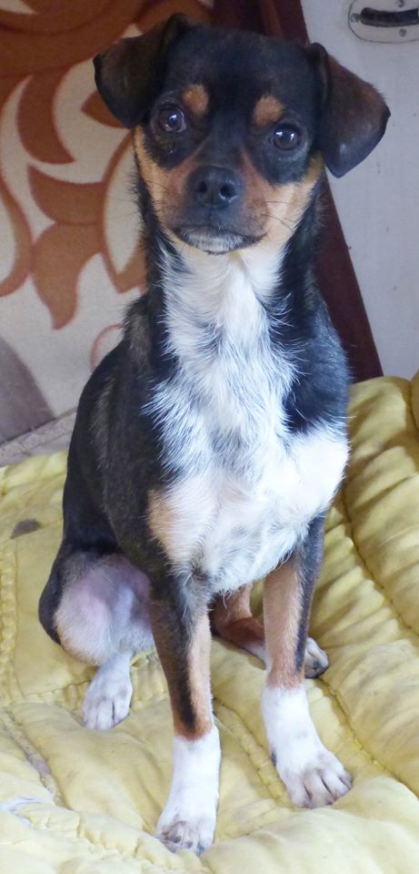 TOBY: mâle croisé pékinois, petite taille (Pascani)- adopté par Marion (Belgique) 12901310