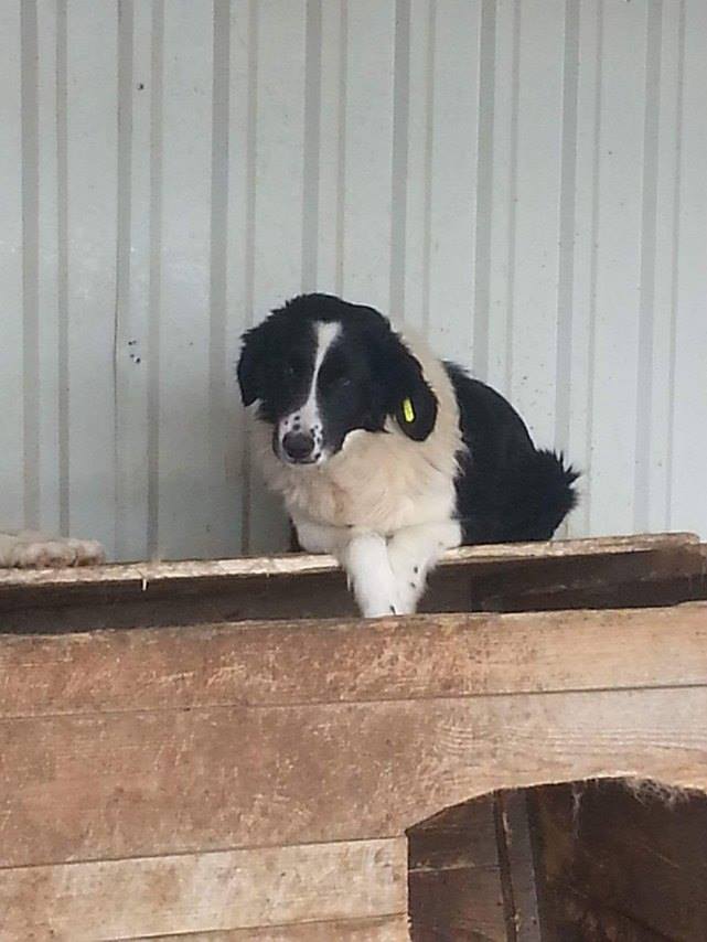 SOLVEIG (ex DOMINO) - mâle croisé, taille moyenne, né en 2013 (Pascani)- REMEMBER ME LAND - Adopté par Aurélie (Belgique)  13393310