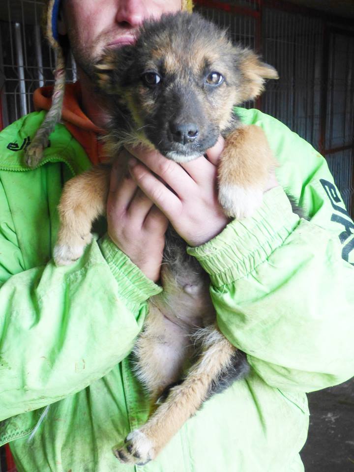 LOULA, chiot femelle, née environ juillet/aout 2015 - REMEMBER ME LAND - adoptée par Céline (dpt67) 16558510