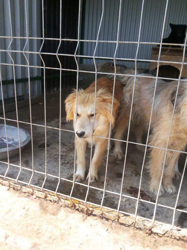 MAX (ex SPIKE), chiot mâle, croisé, taille moyenne adulte, né environ janvier 2016 - REMEMBER ME LAND - adopté par Valou (Belgique) 321