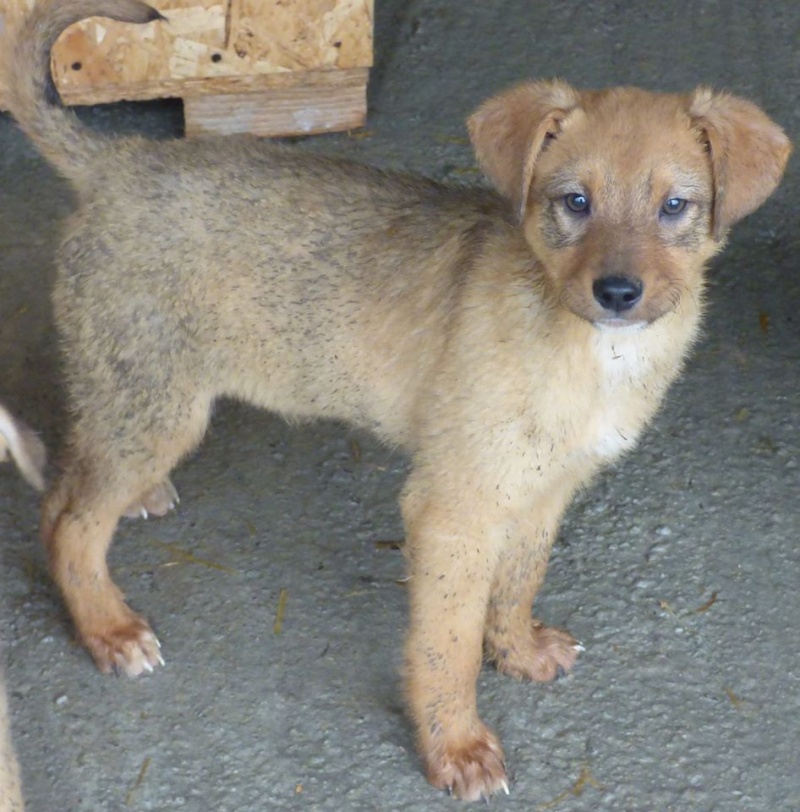 TOFFEE, chiot mâle, né en décembre 2015 - REMEMBER ME LAND - adopté par Carole (dpt26) 92142510