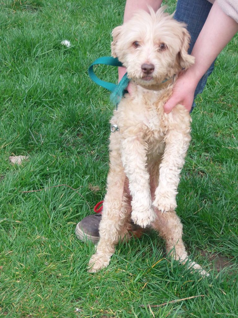  FINAUD (ex CHOUCHOU dit CADICHON (ROXx) x caniche beige 15 ans  de Béthune (62) - association ANIMAIN  12921910