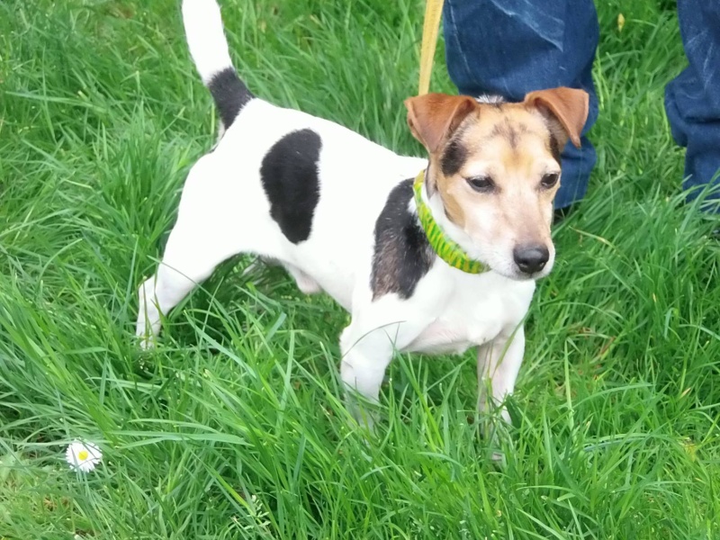 FONZY, jack russel tricolore male 8 ans (6 aout 2008)  de Béthune (62)  - asso hope's not dead (65) 13225110