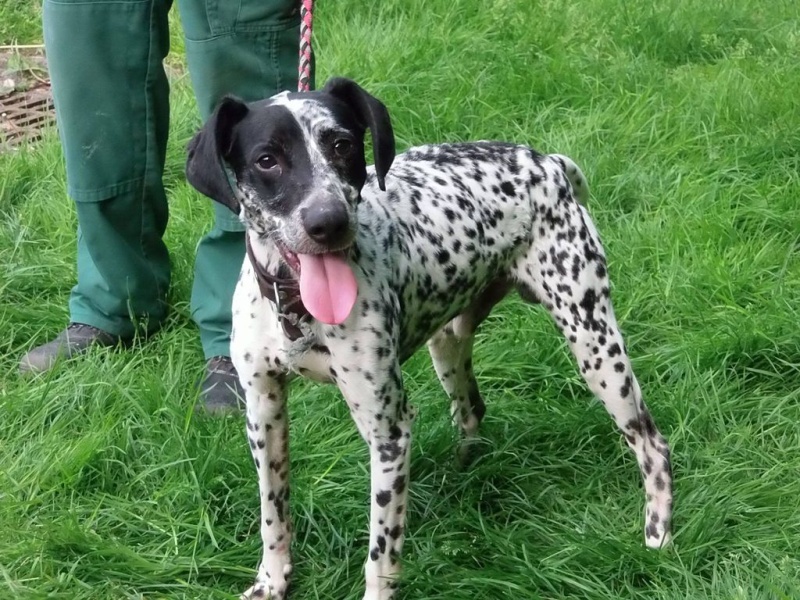  Dougy x braque français male blanc moucheté noir 6 ans  de Béthune (62) - - Refuge de Jouvence à Messigny (21)  13230712