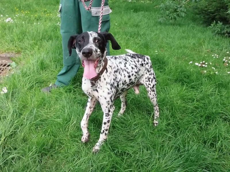  Dougy x braque français male blanc moucheté noir 6 ans  de Béthune (62) - - Refuge de Jouvence à Messigny (21)  13234910