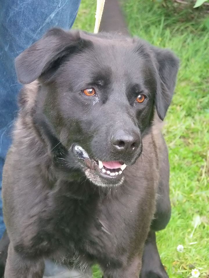 VIGO - labrador 7 ans et demi de Bethune (62) - Refuge de Jouvence à Messigny (21) 13285510