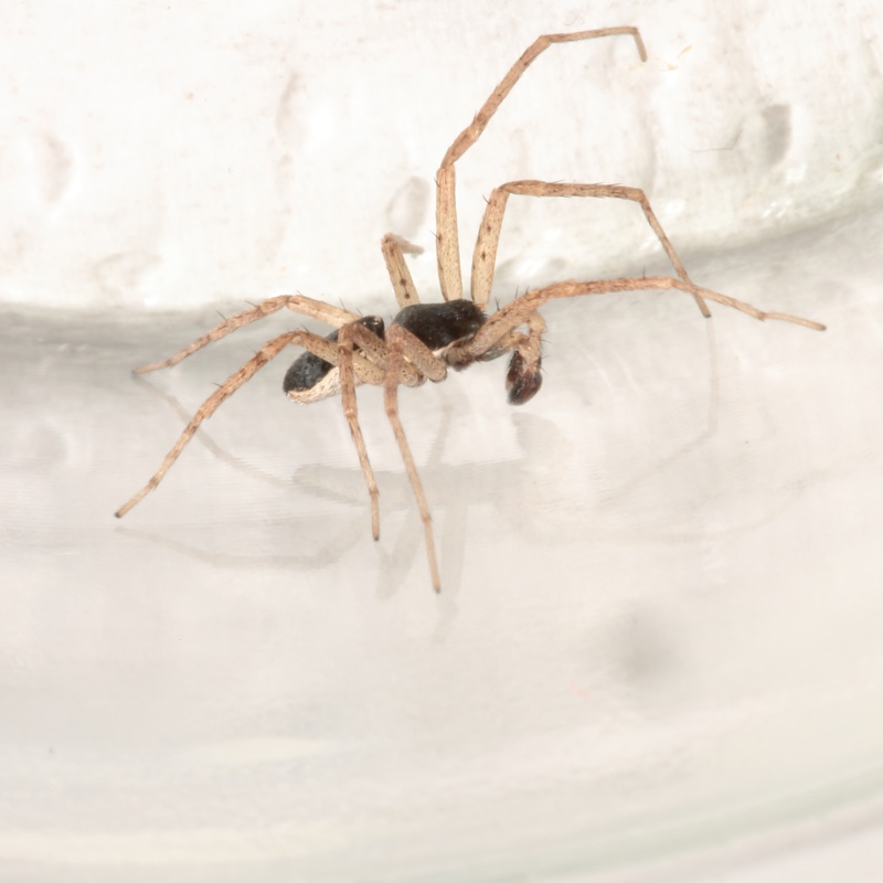 Philodromus dispar à confirmer, svp 9g2a3014