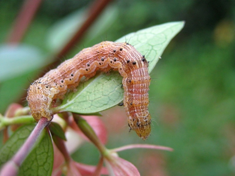 [cf. Helicoverpa armigera] Qui est-elle ? Photo_12