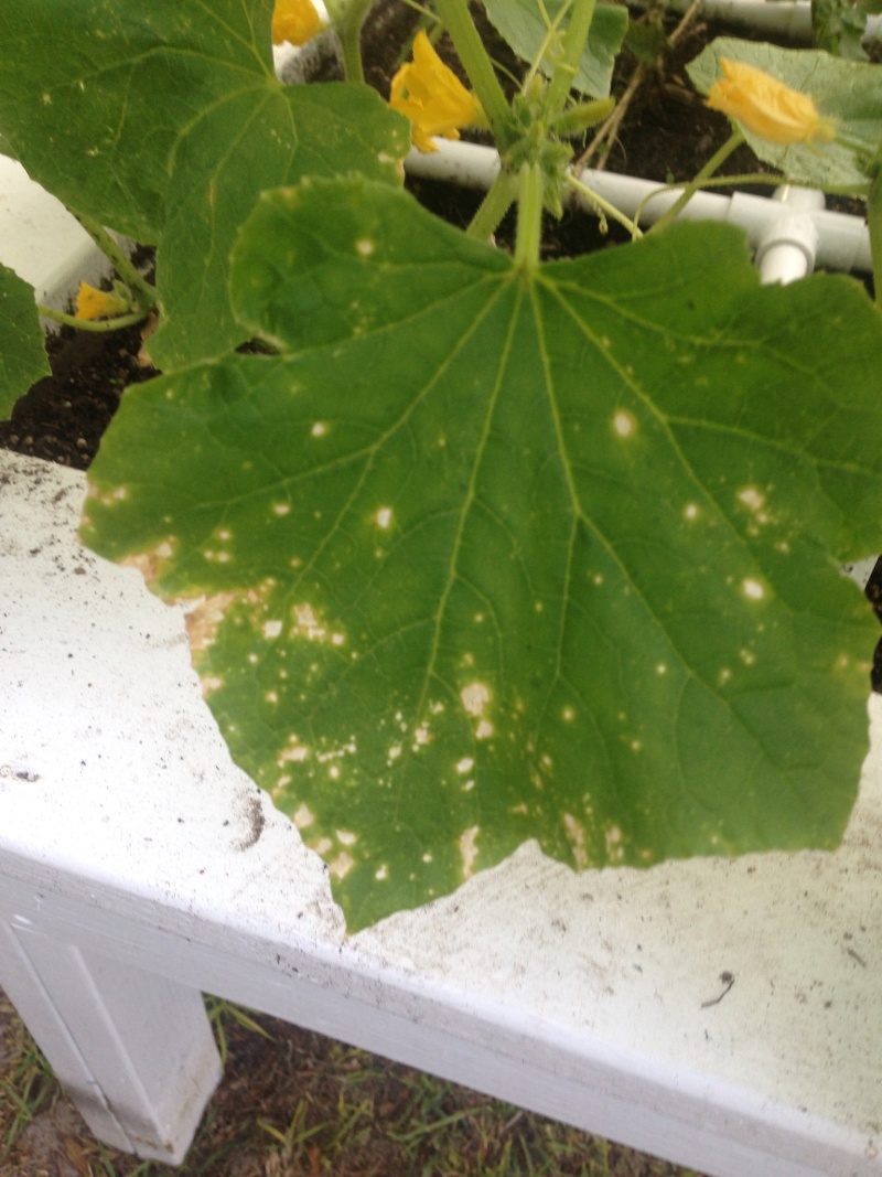 Downy Mildew on Cucumbers 2016-163