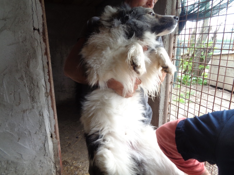 CAGNOTTE ET COMPTE-RENDU DE LA  VISITE MENSUELLE D'UN VETERINAIRE AU REFUGE - Page 4 01610