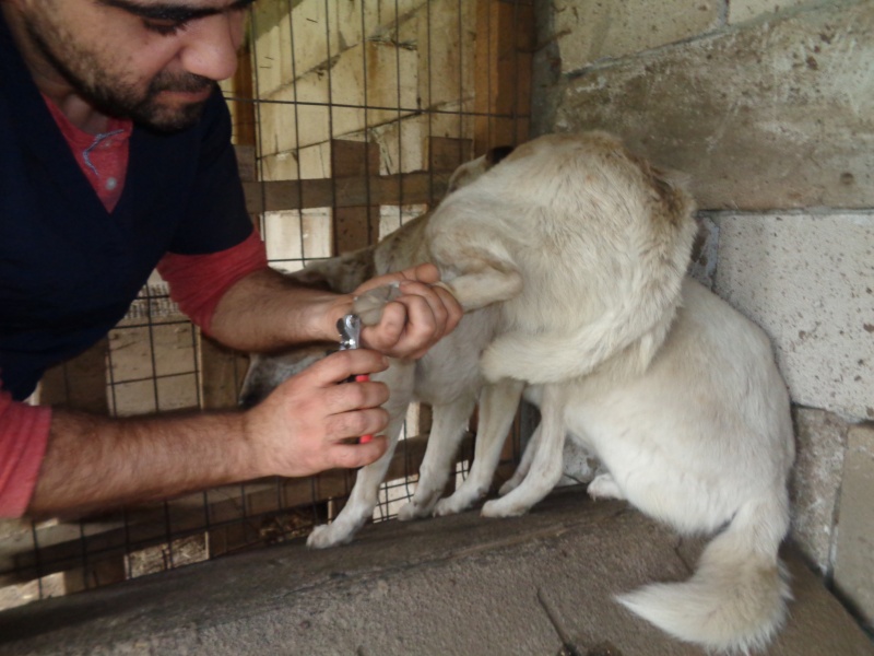 CAGNOTTE ET COMPTE-RENDU DE LA  VISITE MENSUELLE D'UN VETERINAIRE AU REFUGE - Page 4 07110