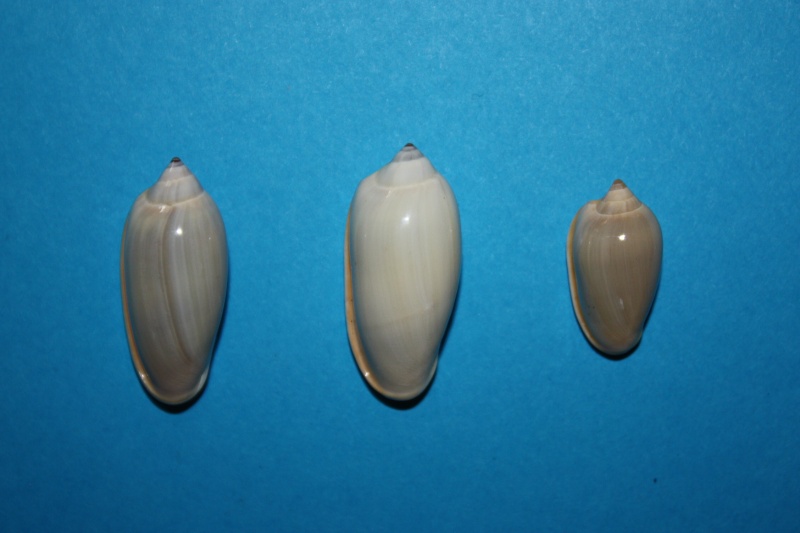 Prunum sapotilla (Hinds, 1844) 4-prun10