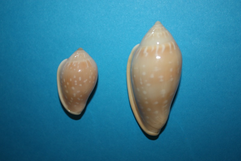 Marginella pseudosebastiani - Mattavelli, 2001 Img_6438
