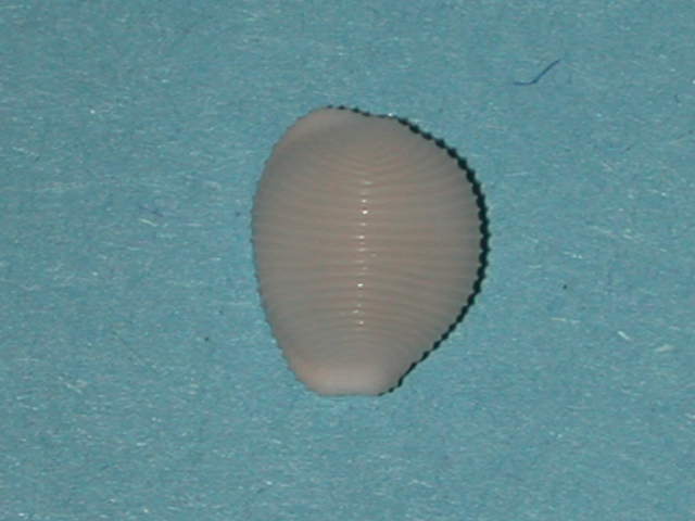 Triviella sharonae (Hayes, 1993) Trivia22