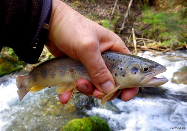  Dans un torrent à l'écume d'argent . .  0312