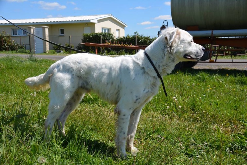  MONZON chien croisé dogue /retriever 6 ans -  Asso Orfee en pension dept 79 13055412