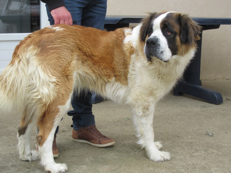 ELFIE st bernard née en septembre 2012 dept 79 13064110