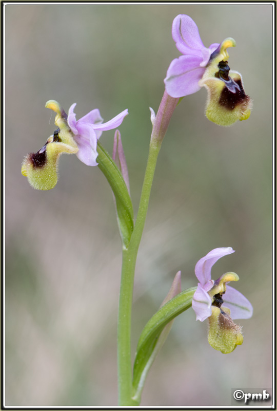 Ophrys tenthredinifera subsp  neglecta ( Ophrys oublié ) 2016-137