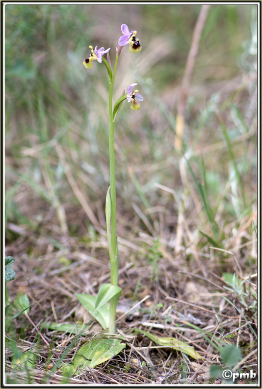 Ophrys tenthredinifera subsp  neglecta ( Ophrys oublié ) 2016-138