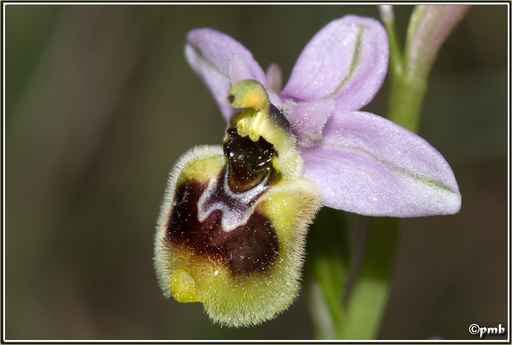 Ophrys tenthredinifera subsp  neglecta ( Ophrys oublié ) 2016-140