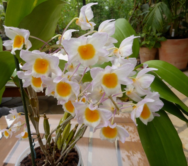 Dendrobium farmeri 15-05-13