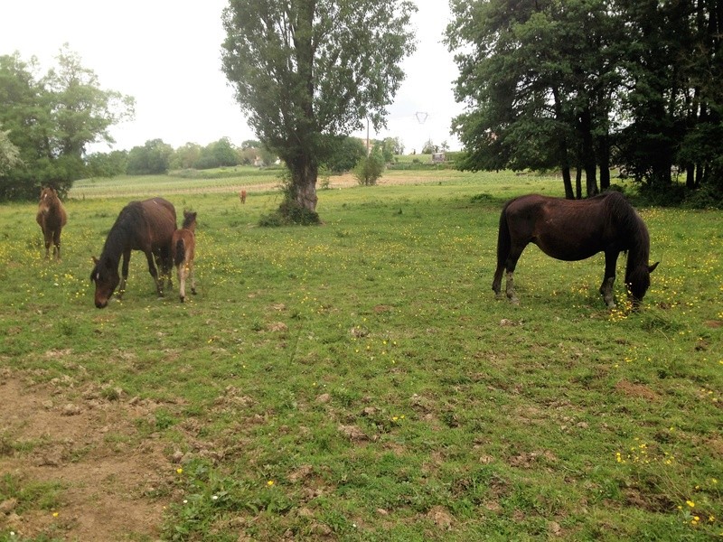 Harmonie double ponette, 22 ans en FA chez Valérie B  Img_5410