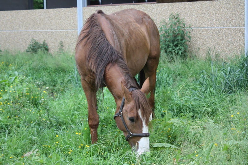 Dpt 03 - Thor Del Chapel, Tf entier de 9 ans - Réservé par Nanou (Natacha)(Avril 2016) - Page 4 Img_6611