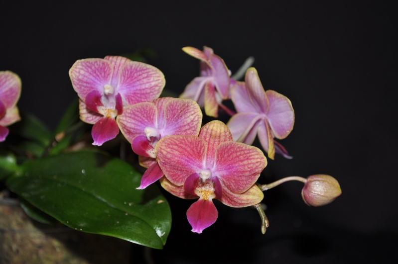 Phalaenopsis hybride 'Natacha' Dsc_0027