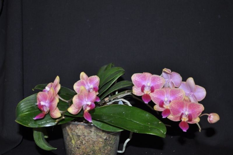 Phalaenopsis hybride 'Natacha' Dsc_0028
