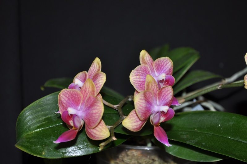 Phalaenopsis hybride 'Natacha' Dsc_0029