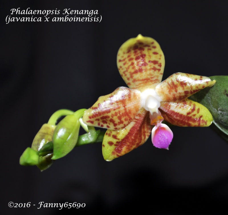 Phalaenopsis Kenanga Dsc_0032
