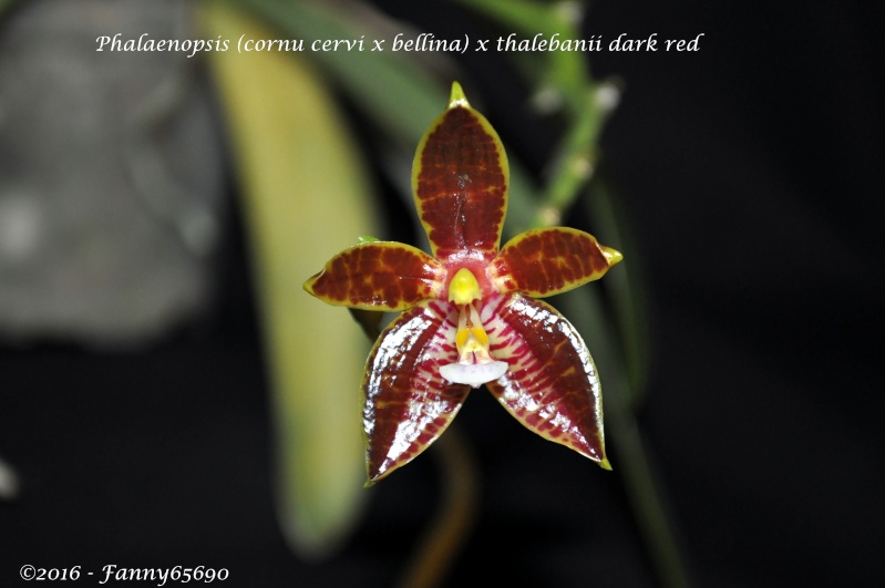 Phalaenopsis (cornu cervi x bellina) x thalebanii Dark Red Dsc_0033