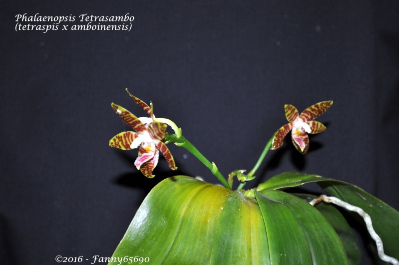 Phalaenopsis Tetrasambo Dsc_0034