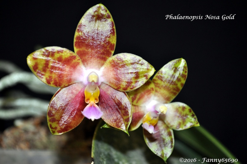 Phalaenopsis Nosa Gold Dsc_0050