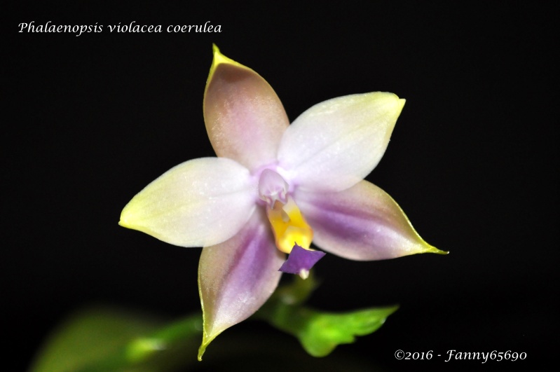 Phalaenopsis violacea coerulea Dsc_0104