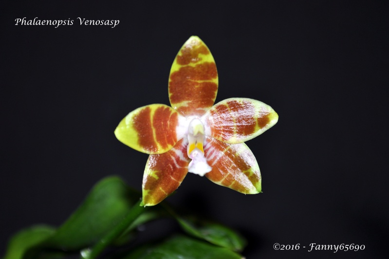 Phalaenopsis Venosasp Dsc_0128